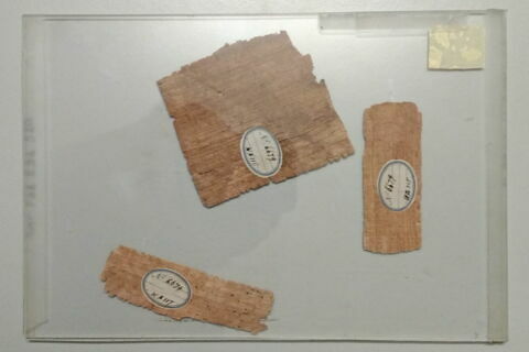 papyrus, image 2/2