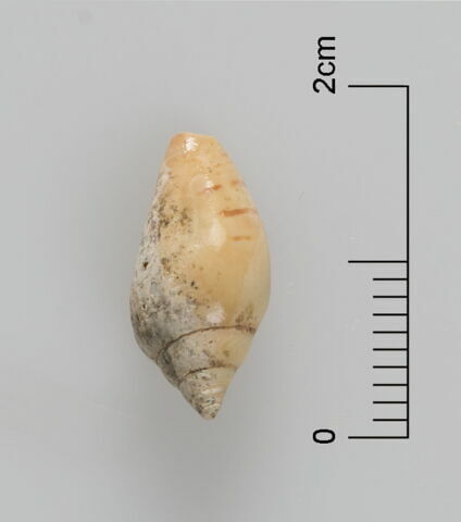 perle  ; coquillage, image 4/4