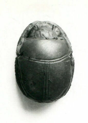 scarabée, image 4/4