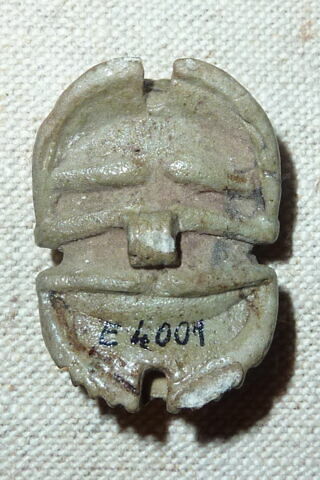 scarabée à ventre détaillé, image 2/2