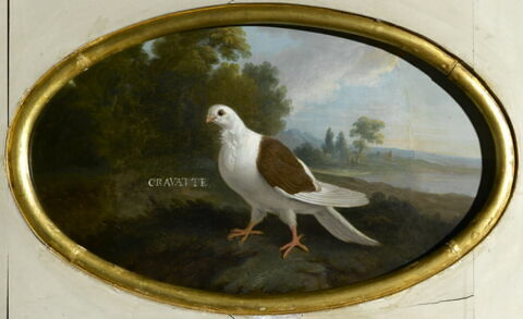 Pigeon "cravatte" dans un paysage