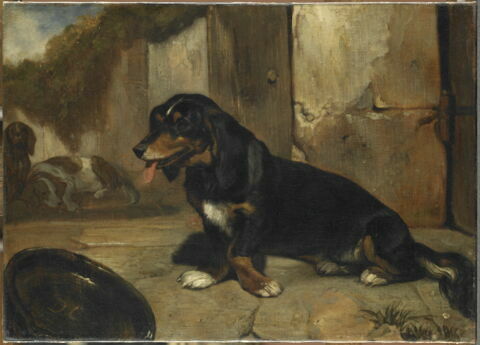 Chien basset.