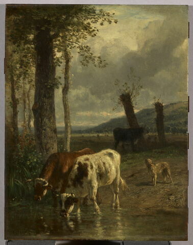 Vaches à l'abreuvoir