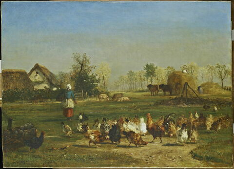 La provende des poules