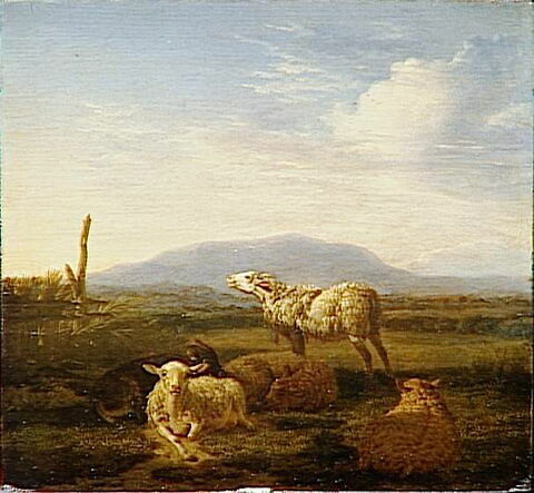 Paysage : moutons et chèvres, image 5/5