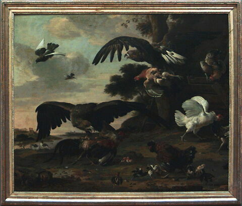 Aigles attaquant des poules, image 2/2