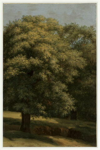 Le grand arbre, image 3/3