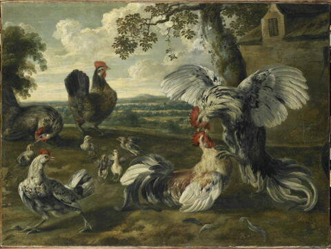 Combat de coqs et de poules