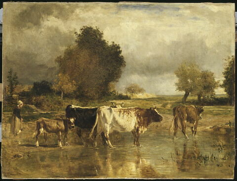 Vaches et veau à la mare