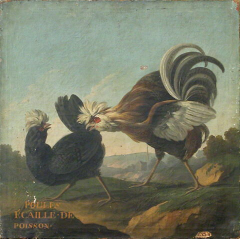 Poules écaille de poisson, image 4/4