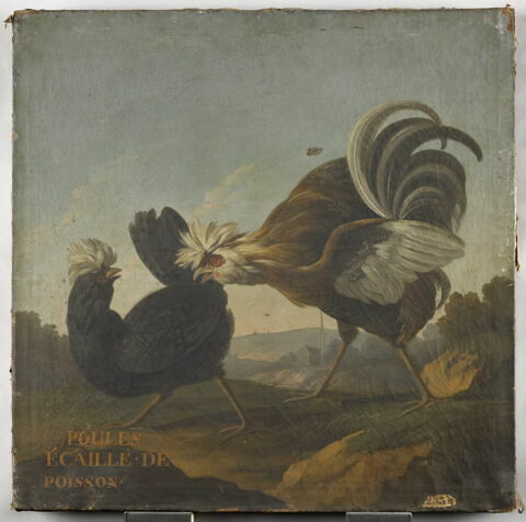 Poules écaille de poisson