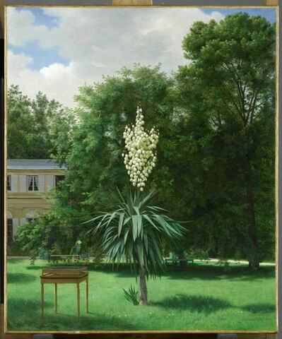 Le Yucca gloriosa, fleuri en 1844 dans le parc de Neuilly