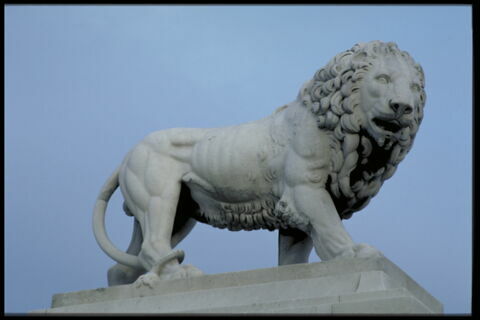 Lion, image 9/11