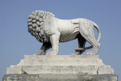 Lion, image 7/11