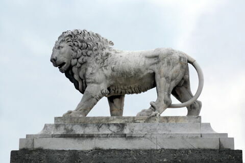 Lion, image 6/10