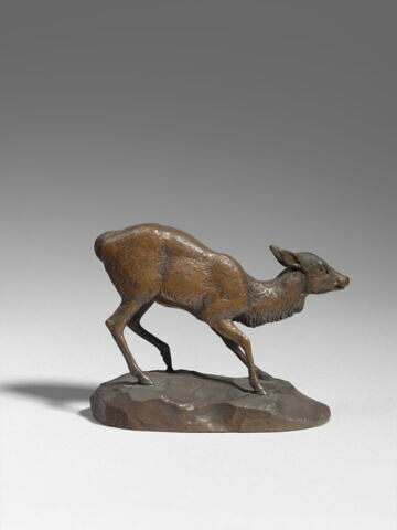 Biche effrayée, image 2/3