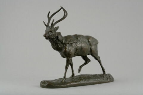 Cerf du Gange, image 2/7