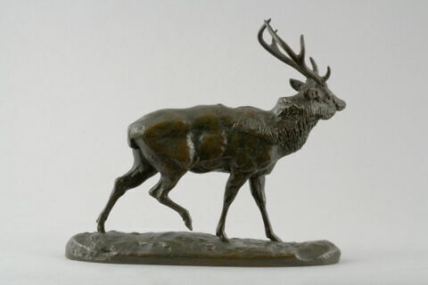 Cerf du Gange, image 3/7