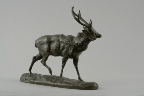 Cerf du Gange, image 4/7