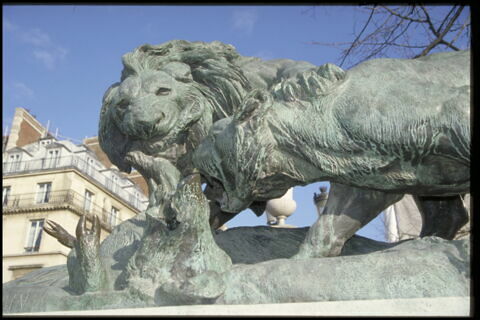 Lion et lionne se disputant un sanglier, image 7/9