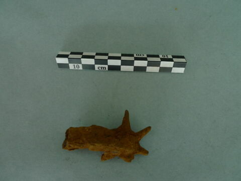 fibule