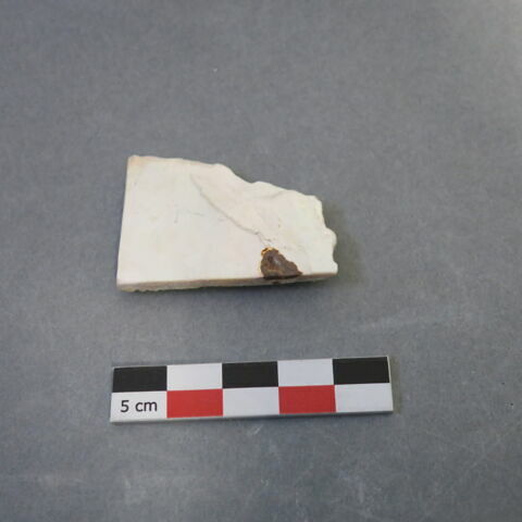 reste animal coquillage, fragment, image 2/2