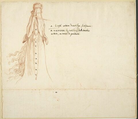 Tête et cou de cheval écorché, vu par-dessous