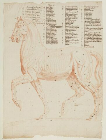 Cheval debout, écorché, tourné à gauche