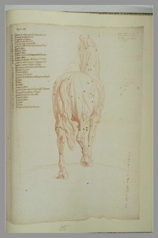 Cheval écorché, debout, vu par derrière, image 2/2