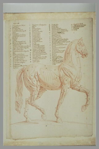 Cheval debout, écorché tourné à droite, image 2/2