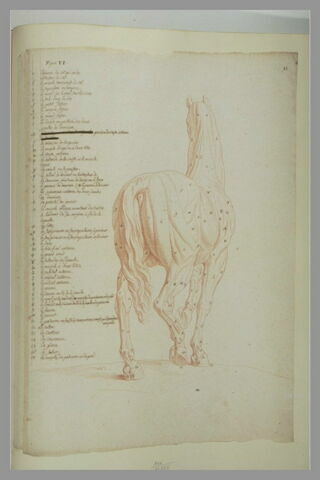 Cheval écorché, debout, vu de trois quarts et par derrière, image 2/2