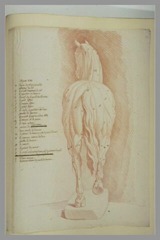 Cheval écorché, debout, vu par derrière, image 2/2