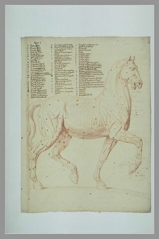 Cheval écorché, debout, vu de profil, tourné à droite, image 2/2