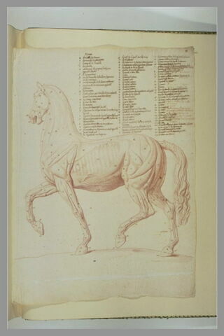 Cheval écorché, debout, tourné à gauche, image 2/2