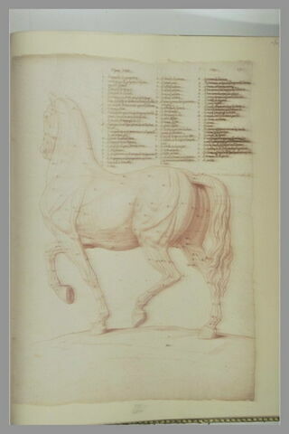 Cheval écorché, debout, tourné à gauche, image 2/2