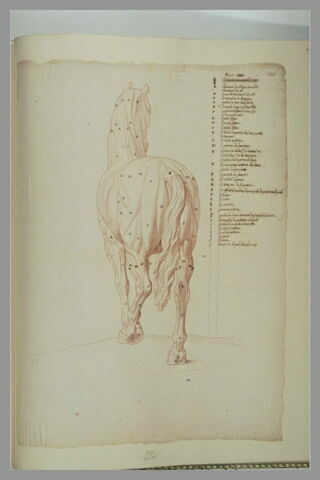 Cheval écorché debout, vu par derrière et de trois quarts, image 2/2