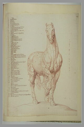 Cheval écorché, debout, la tête vue de face, image 2/3