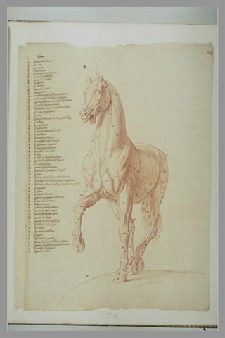 Cheval écorché, debout, vu de trois quarts, tourné à gauche, image 2/2