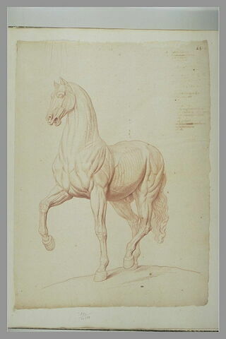 Cheval debout, tourné à gauche, image 2/2