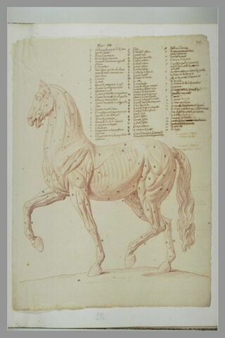 Cheval écorché, debout, vu de profil, tourné à gauche, image 2/2