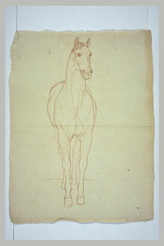 Cheval debout, vu de face, image 2/2