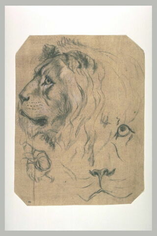 Etudes d'une tête de lion, image 2/2