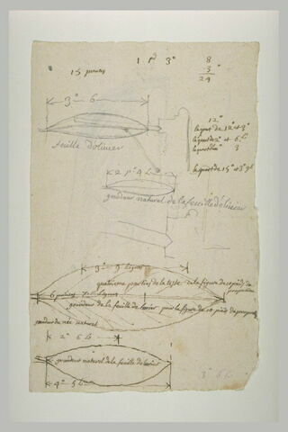 Etudes des feuilles d'olivier et de laurier, image 2/2