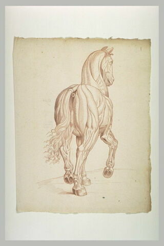 Cheval écorché, debout, vu de dos, image 2/2