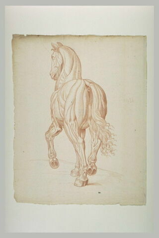 Cheval  écorché, debout, vu de dos, image 2/2