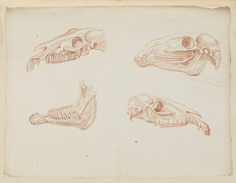 Trois éléments de crâne et une mâchoire de cheval