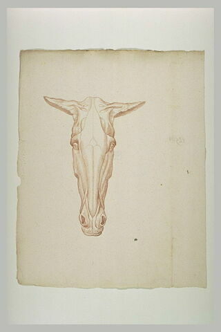 Tête de cheval écorché, de face, image 2/2