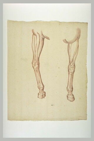 Deux études de jambe gauche de cheval écorché, image 2/2