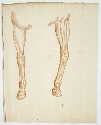 Deux études de jambe gauche de cheval écorché