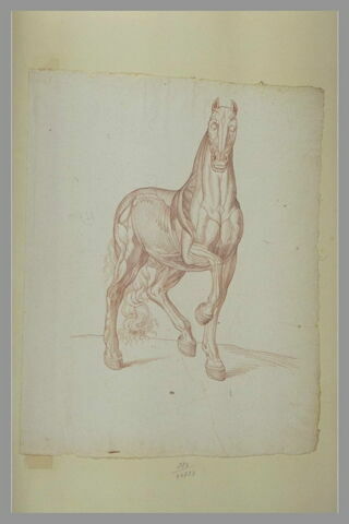 Cheval écorché, debout, tourné vers la droite, image 2/2